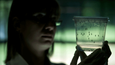 Zika-wb.gif