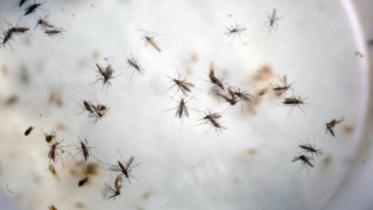Zika-wb.jpg