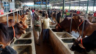 mokbuls-cattle-farm.jpg