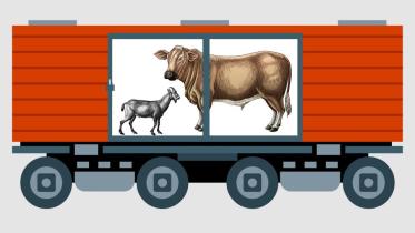 cow-01-01-01.jpg