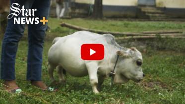 cow_thumbnail_web.jpg
