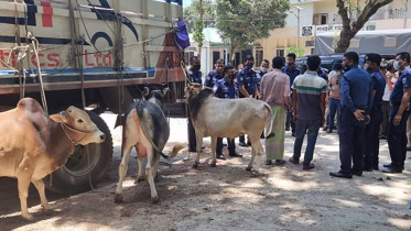 bogura_cattle.jpg