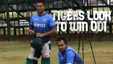 tigers.jpg