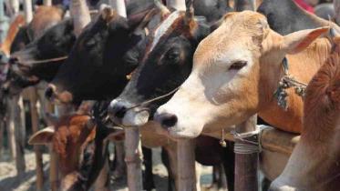 cattle_market.jpg