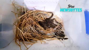 thumbnail-newsbytes-web.jpg