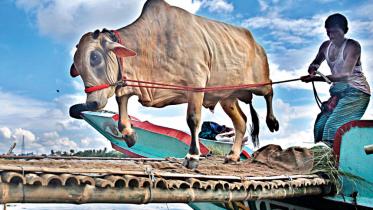 cow_31.jpg