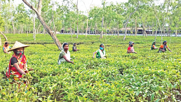 tea-garden.jpg