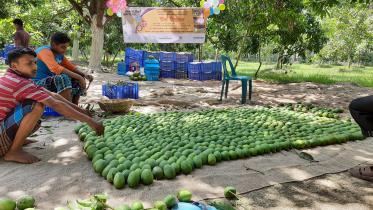 low-mango-export.jpg