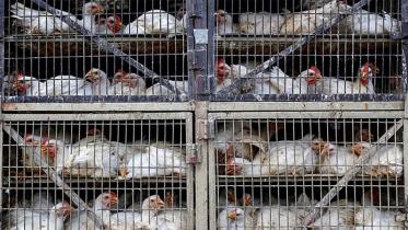 birdflu-web.jpg