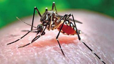 dengue_5_1.jpg