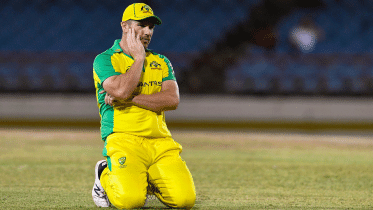finch.gif