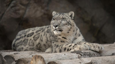leopard.jpeg