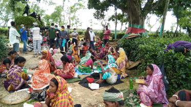 tea-workers-covid-risk.jpg