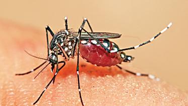 aedes.jpg