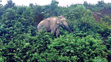 elephnat.jpg