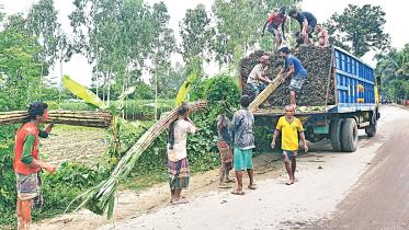 sugar-cane.jpg