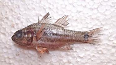 cooks-cardinalfish.jpg