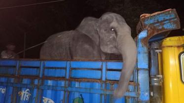 elephant.jpg