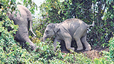 stop-elephant-poachers.jpg