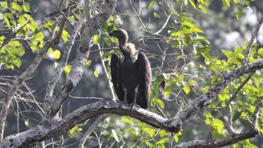 vanishing-vultures.jpg