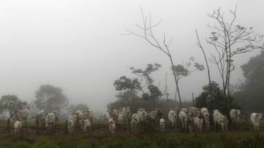 cattle-web.jpg