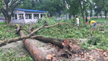rmch-tree-felling-1.jpg