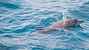 dolphine.jpg
