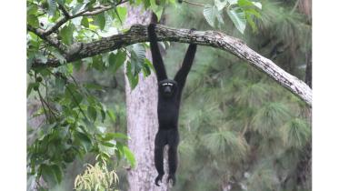 gibbons-1.jpg