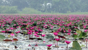 laal-shaplar-beel.jpg