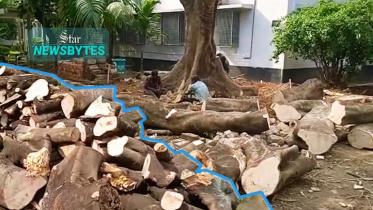 thumbnail-_newsbytes_dhabi_tree_web.jpg