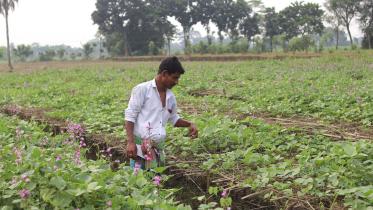 summer-bean-farming.jpg