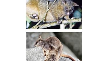 kangaroo.jpg
