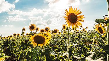 sunflowers.jpg
