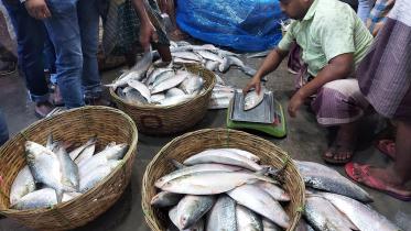 ban Hilsa fishing