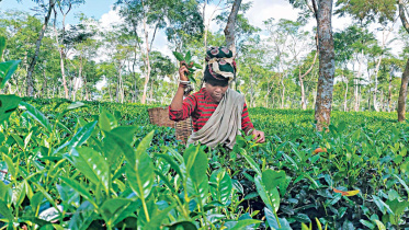 minimum-wage-board-tea-workers.jpg
