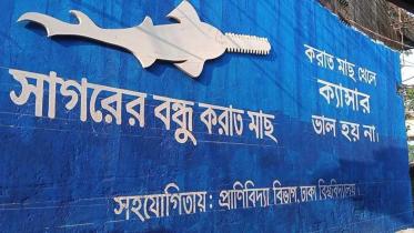 international-sawfish-day.jpg