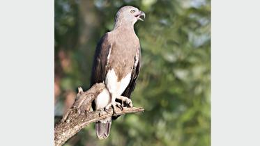 eagle.jpg
