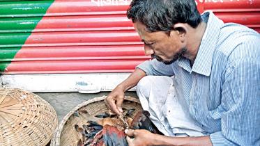 birds-monkey-rescued.jpg
