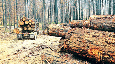 timber.jpg