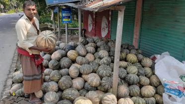 pumpkin.jpg