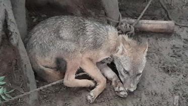 wildlife.jpg