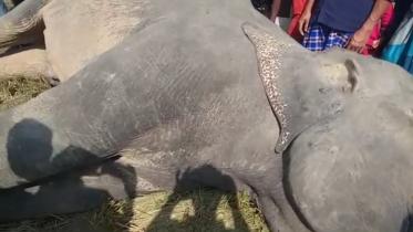 elephant_mostafa_web.jpg