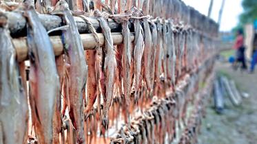 dry-fish.jpg