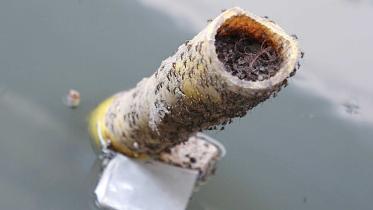 dengue-looms-ctg.jpg