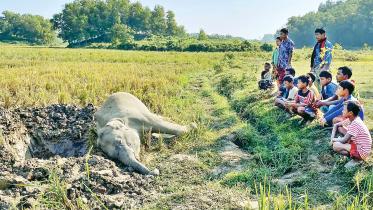 elephant.jpg