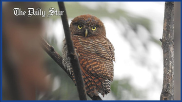 owl.jpg