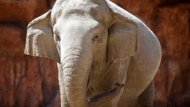 asian_elephant.jpg