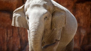 asian_elephant.jpg