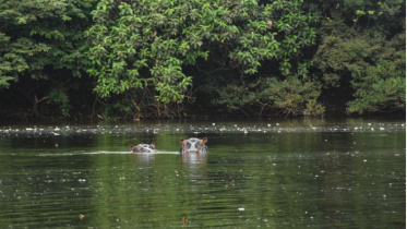 hippos.jpg