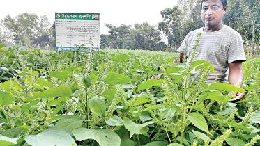 nilphamari.jpg